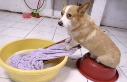 Corgi chân ngắn mông to, vừa đáng yêu vừa hài hước: Giật giải vô địch thú cưng