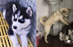 Husky ương không dạy nổi, chủ giận gửi về quê, may qua có đứa dạy dỗ thay mình