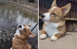 Khoảnh khắc những chú Corgi sở hữu khuôn mặt 'vui vẻ vẫn quạu', thần thái sưng xỉa vô địch