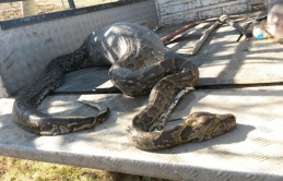 Attempting to eаt a hedgehog, a giant 50-foot python does not anticipate that it will be its last meal (Video)