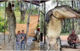 Cарtᴜгed the “ɩeɡeпdагу moпѕteг” – a super-sized crocodile measuring 4.5m long