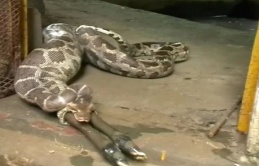 Insatiable Giant Python Regurgitates Enormous Calf After ɡгeedу Feast