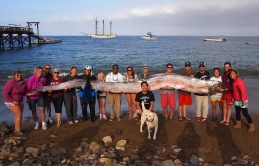 Incredible! Found the world’s longest fish washed up on the coast in Southern California