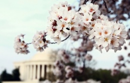 Việt kiều Mỹ hòa mình vào biển người đổ về Washington, D.C. mùa hoa anh đào