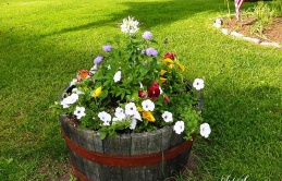 14 Fascinating Ways Of Using Barrels As A Garden Decoration