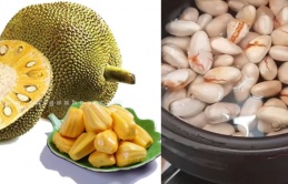 Hạt mít hay bị người Việt vứt bỏ thì ở Nhật bán 200.000/kg, hóa ra hạt mít có những công dụng tuyệt vời