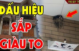 Tổ Tiên dặn chẳng sai: 5 con vật là đệ tử Thần Tài, đến nhà là tiền theo đến, nhớ đừng đuổi đi