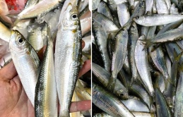 Chợ Việt có loại cá giàu canxi hơn sữa, omega-3 không thua cá hồi, giá lại rất rẻ