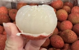 800.000 đồng một kg vải thiều Australia về Việt Nam 800.000 đồng một kg vải thiều Australia về Việt Nam