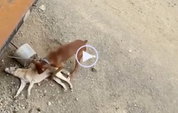 Video: Chó nâu cố lay bạn dậy trong tuyệt vọng, diễn biến tiếp theo cười chảy nước mắt