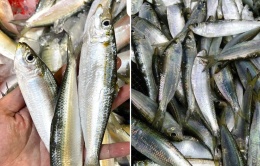 Chợ Việt có loại cá giàu canxi hơn sữa, omega-3 không thua cá hồi, giá lại rất rẻ