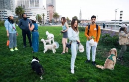 Người San Francisco ngán ngẩm vì bị chó làm phiền ở nơi công cộng