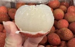 800.000 đồng một kg vải thiều Australia về Việt Nam 800.000 đồng một kg vải thiều Australia về Việt Nam