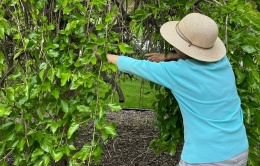 Quy định ở Mỹ về cắt tỉa cây hàng xóm vươn sang nhà mình Quy định ở Mỹ về cắt tỉa cây hàng xóm vươn sang nhà mình