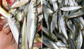 Chợ Việt có loại cá giàu canxi hơn sữa, omega-3 không thua cá hồi, giá lại rất rẻ