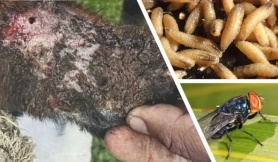 Mỹ phát hiện trường hợp đầu tiên nhiễm giun ăn thịt người