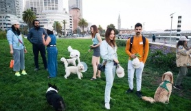 Người San Francisco ngán ngẩm vì bị chó làm phiền ở nơi công cộng