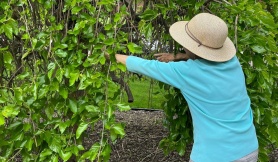 Quy định ở Mỹ về cắt tỉa cây hàng xóm vươn sang nhà mình Quy định ở Mỹ về cắt tỉa cây hàng xóm vươn sang nhà mình