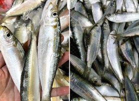 Chợ Việt có loại cá giàu canxi hơn sữa, omega-3 không thua cá hồi, giá lại rất rẻ