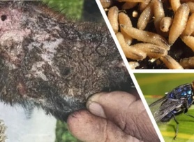 Mỹ phát hiện trường hợp đầu tiên nhiễm giun ăn thịt người