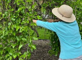 Quy định ở Mỹ về cắt tỉa cây hàng xóm vươn sang nhà mình