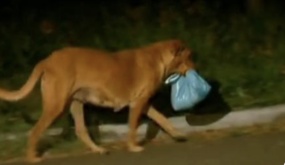 Cảm động chú chó đi 6km mỗi đêm suốt 3 năm để xin thức ăn cho gia đình