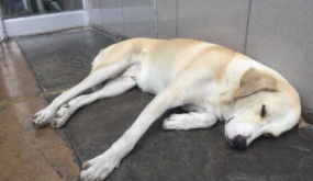 Chú chó kiên quyết đợi ở cửa bệnh viện nhiều ngày nhưng không hay biết chủ đã ‘đi xa’ không bao giờ trở lại