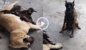 Video: Chó mẹ bất lực khi đàn con bám theo nhận Gâu đần làm mẹ