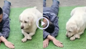 Video: Cưng xỉu trước màn bắt chước chủ siêu cute của chú chó
