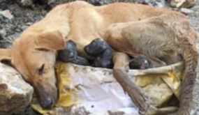Chó mẹ bị bỏ rơi gục ngã giữa đống đổ nát vẫn ôm chặt lấy đàn con thơ để bảo vệ