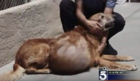 Chú chó đáng thương mang khối u 21kg nằm chờ chết được trao cơ hội sống lần thứ 2