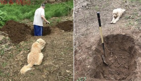 Nhói lòng khoảnh khắc chú chó nằm nhìn người chủ đào huyệt mộ cho mình