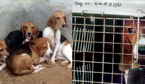 Nỗi buồn của 156 chú chó thí nghiệm lần đầu tiên được nhìn thấy ánh sáng mặt trời