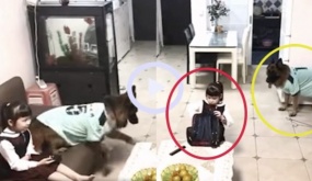 Video: Cô chủ nhỏ ham xem tivi bị chú chó lấy roi bắt học bài