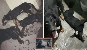 Cả đàn chó bị đánh bả sùi bọt méo, nằm bất động tại Hà Nội khiến nhiều người xót xa: “Thế là hết cuộc đời của con”