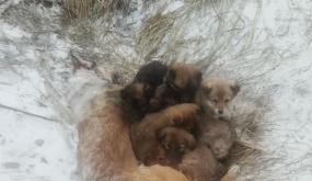 Chó mẹ ủ ấm cho đàn con đến khi chết cóng giữa bão tuyết, 7 chú chó con quyết không rời mẹ lại càng khiến người ta đau lòng