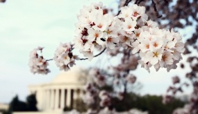 Việt kiều Mỹ hòa mình vào biển người đổ về Washington, D.C. mùa hoa anh đào