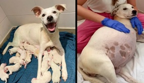 This 9 Weeks Pregnant Mama was Abandoned In Front Of Our Shelter and Gave Birth To this 14 Cute Puppies
