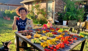 Chàng trai Việt đam mê trồng hơn 500 loại ớt trên đất Mỹ