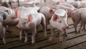 Khi nước Mỹ thừa lợn: Nỗi đau của người nông dân vì Trung Quốc 'quay xe' quá nhanh