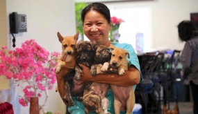Cộng đồng người Mỹ mê chó Việt