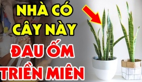 Tuổi này đại kỵ với cây Lưỡi Hổ: Trồng 1 cây cũng đủ tổn phúc, tiền của không cánh mà bay