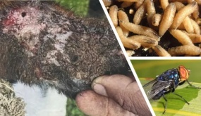 Mỹ phát hiện trường hợp đầu tiên nhiễm giun ăn thịt người