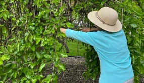 Quy định ở Mỹ về cắt tỉa cây hàng xóm vươn sang nhà mình