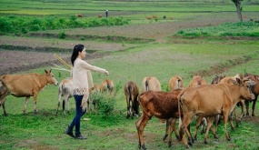 Thu nhập mỗi tháng 5.000 USD ở Mỹ, Việt Kiều vẫn quyết bỏ về Việt Nam chăn....bò