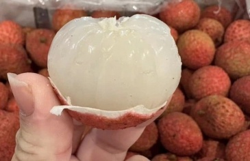 800.000 đồng một kg vải thiều Australia về Việt Nam