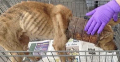 Chú chó bị mắc kẹt trong chiếc lon sắt nhiều năm, khi bác sĩ lấy ra đã không kìm được nước mắt vì vết thương