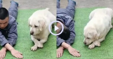 Video: Cưng xỉu trước màn bắt chước chủ siêu cute của chú chó