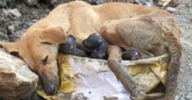 Chó mẹ bị bỏ rơi gục ngã giữa đống đổ nát vẫn ôm chặt lấy đàn con thơ để bảo vệ