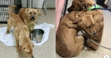 Bị chủ bỏ rơi ở bãi rác, gia đình chó vỡ òa khi được giúp đỡ: Hạnh phúc ôm lấy nhau không rời
